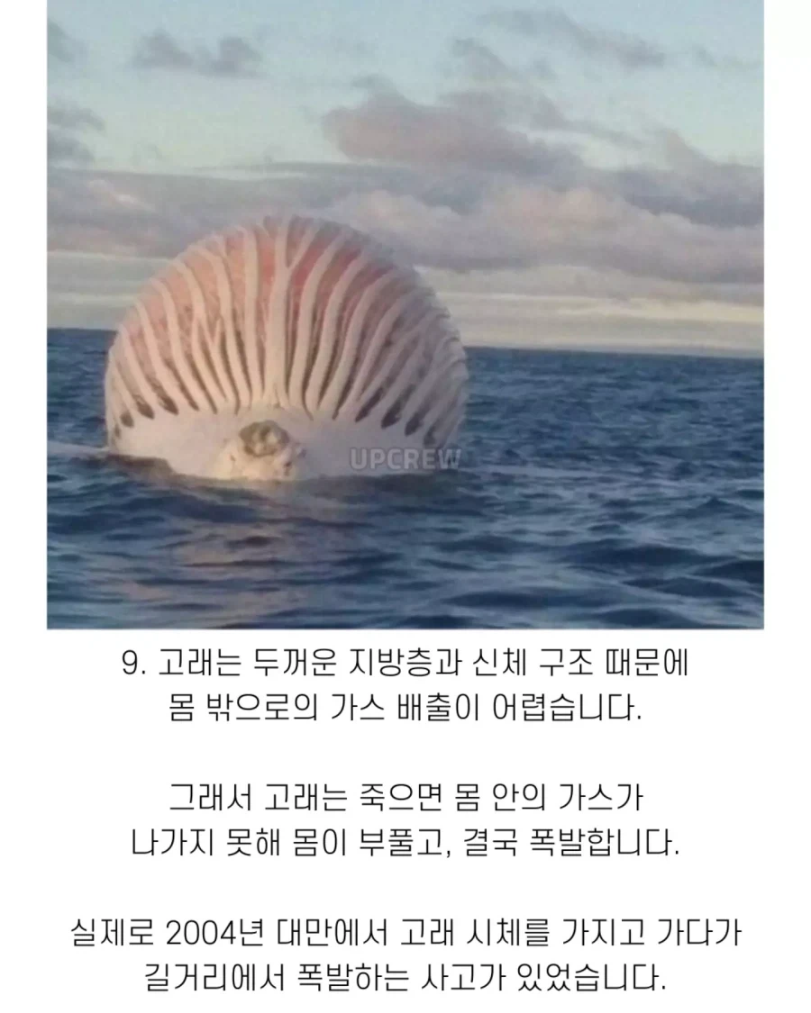 고래와 관련된 지식..._12.webp