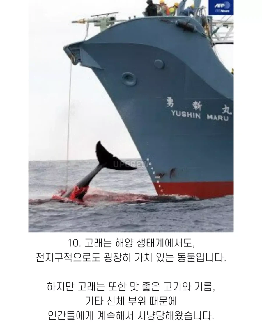 고래와 관련된 지식..._13.webp