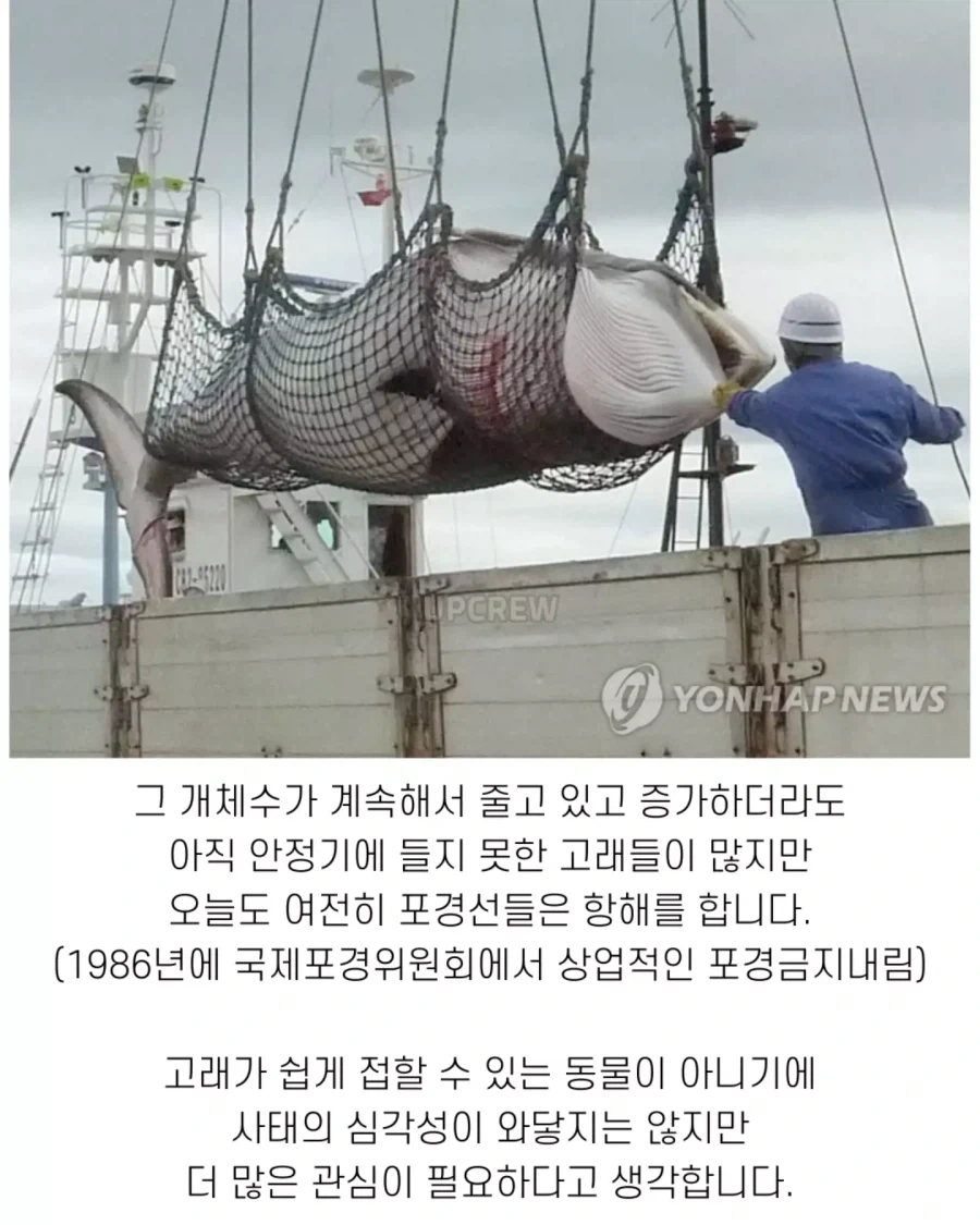 고래와 관련된 지식..._14.webp