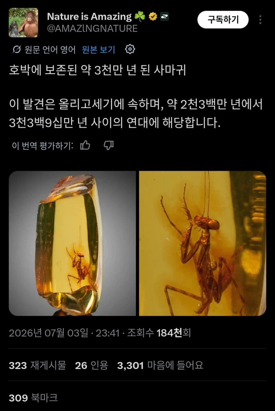 3천만년 전 사마귀_1.webp