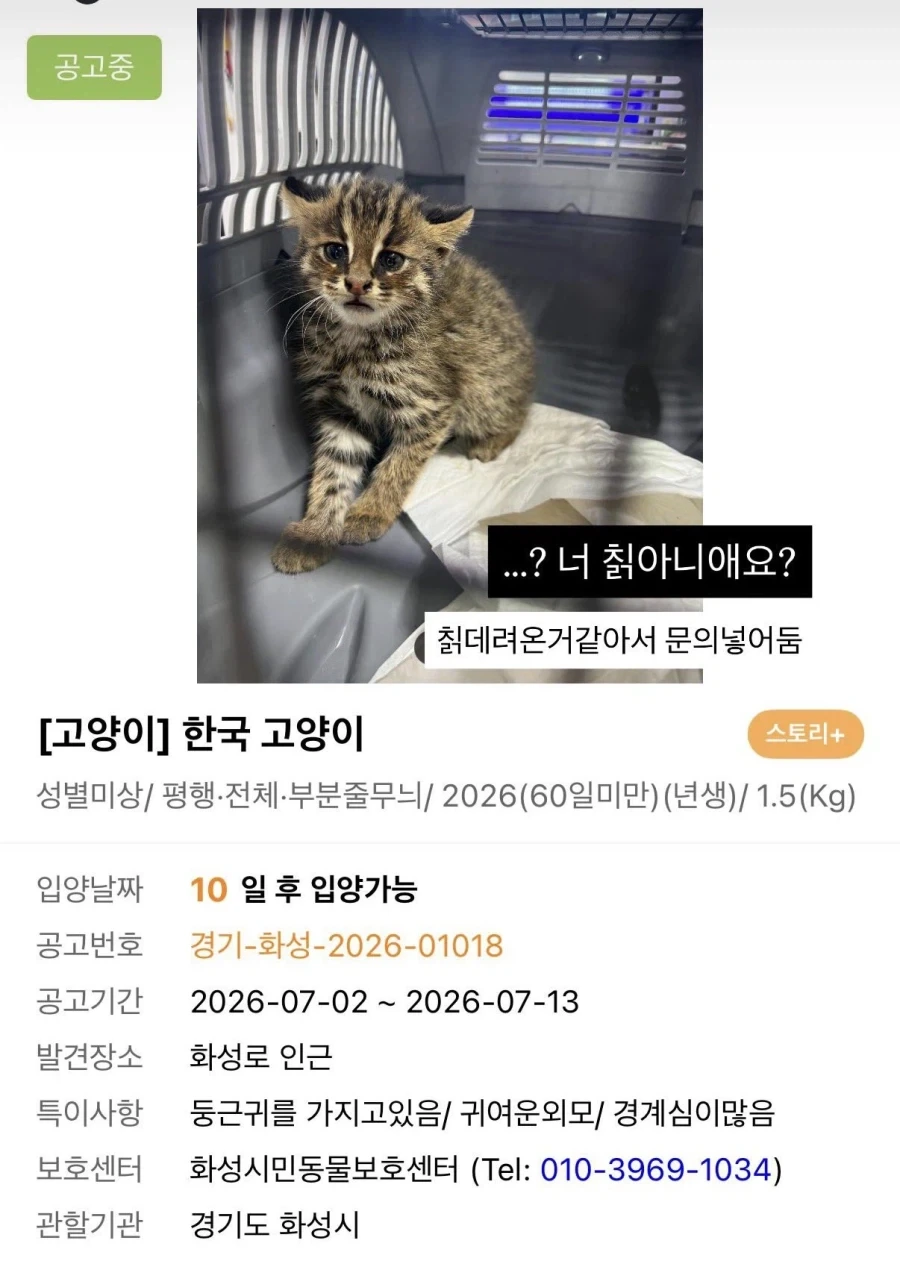 유기묘중에 칡이 있어요!!.jpg_1.webp