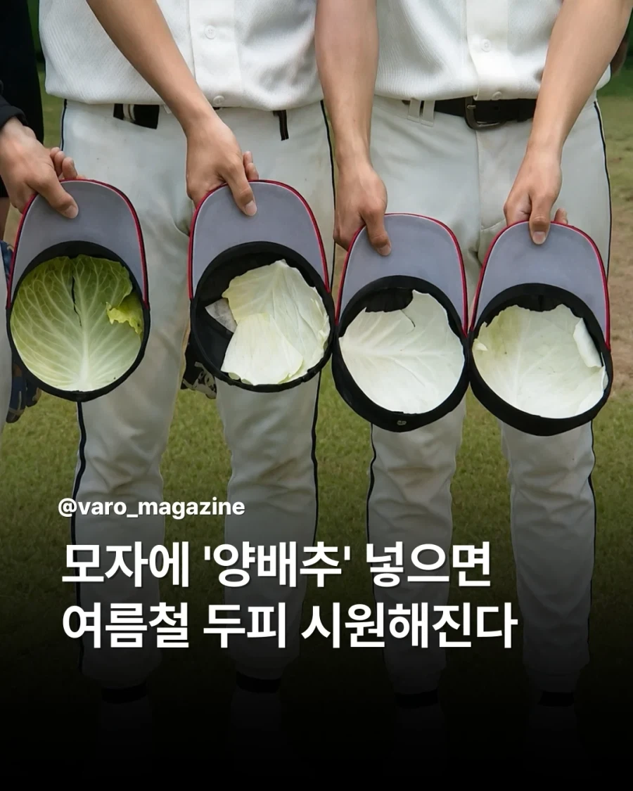 모자에 양배추 넣으면 두피 시원해진다..._1.webp