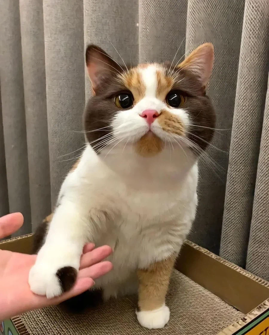 까페라떼냥..._1.webp