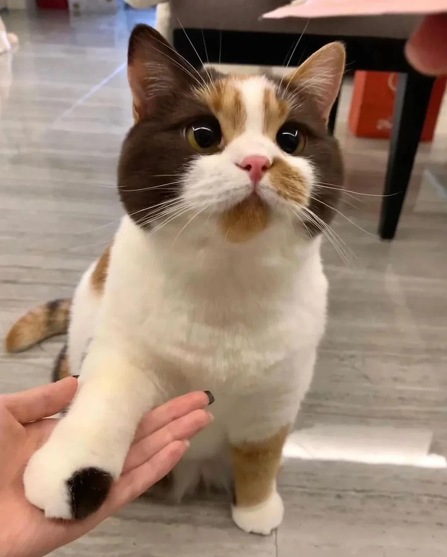 까페라떼냥..._2.webp