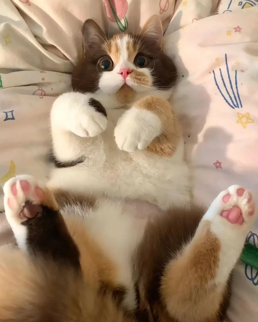 까페라떼냥..._5.webp