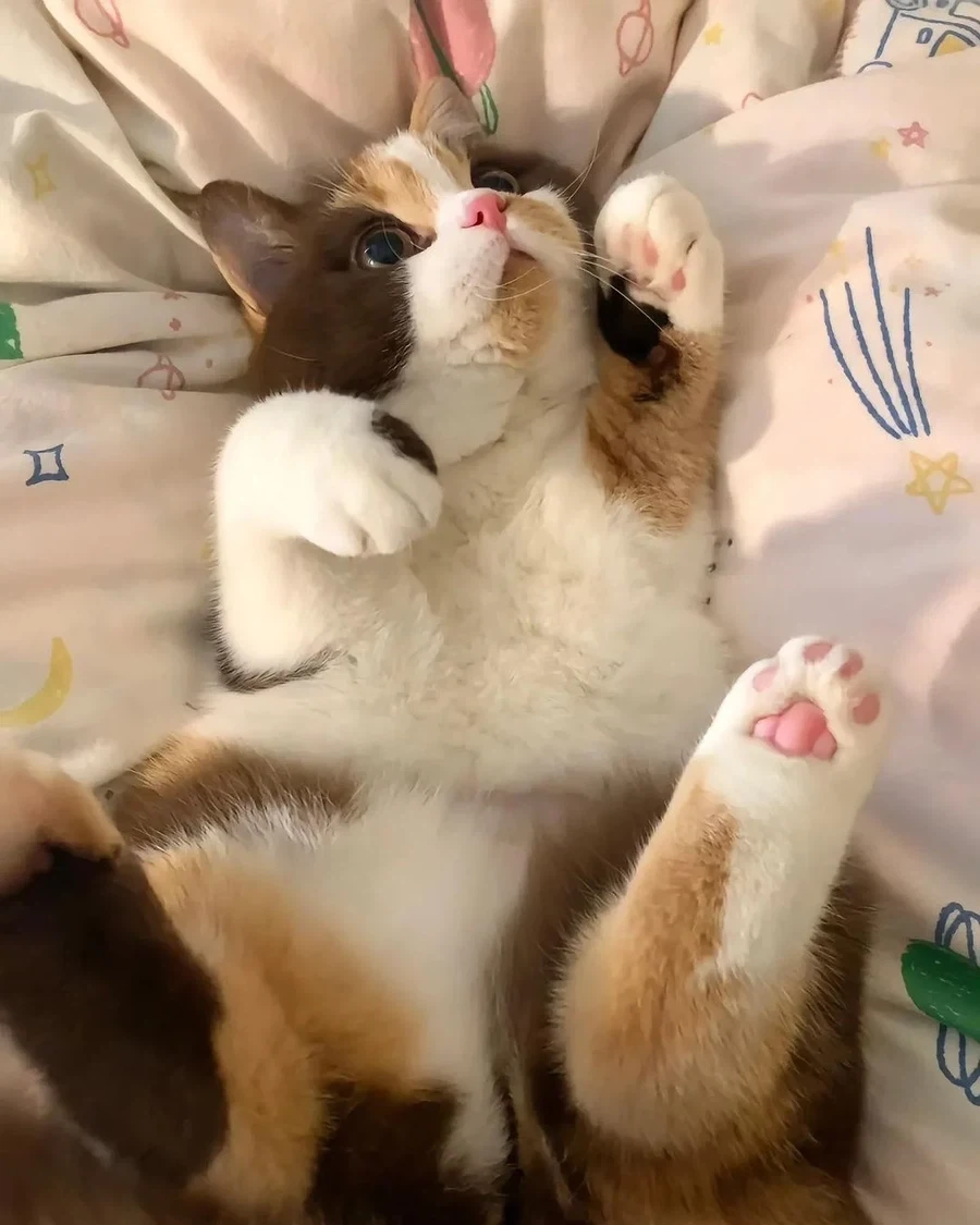 까페라떼냥..._6.webp