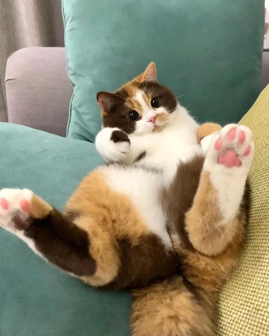 까페라떼냥..._7.webp