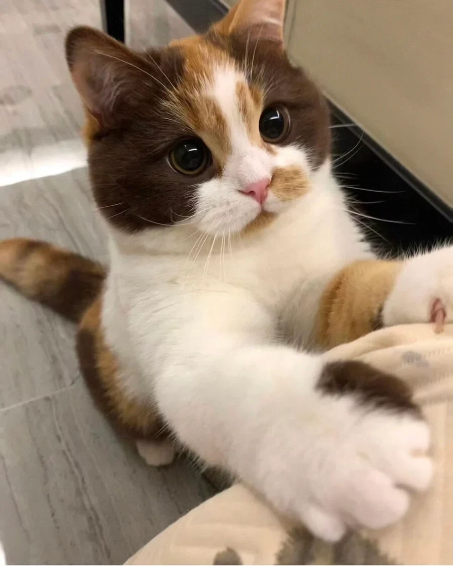 까페라떼냥..._8.webp