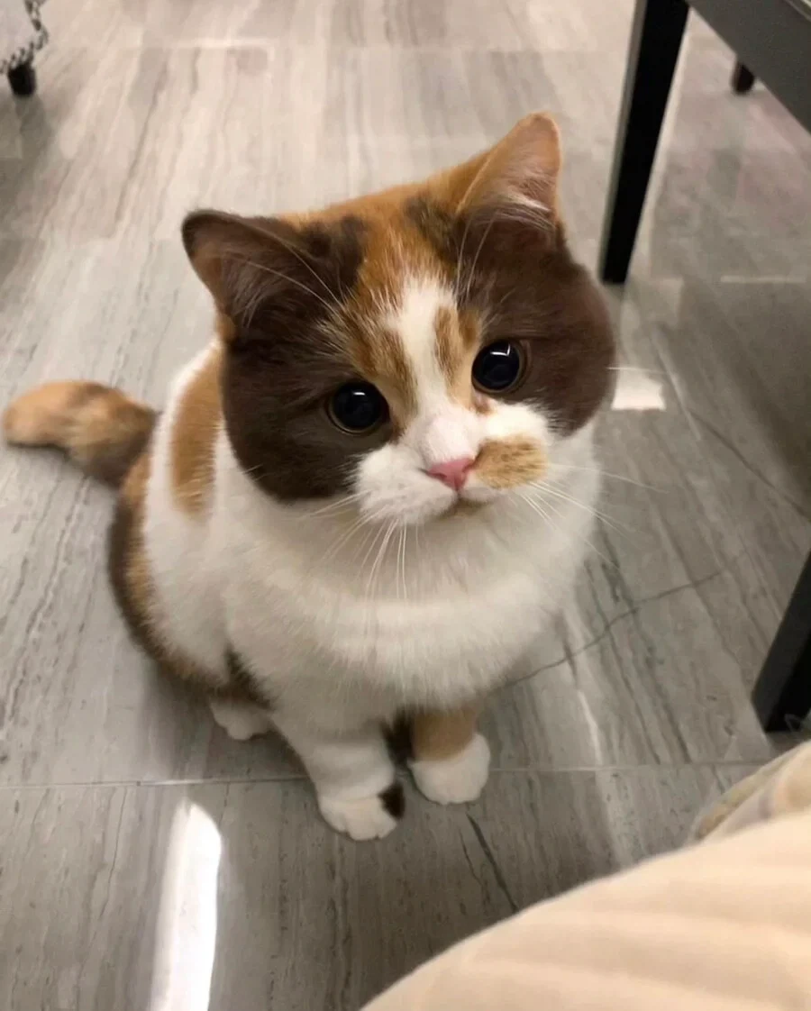까페라떼냥..._9.webp