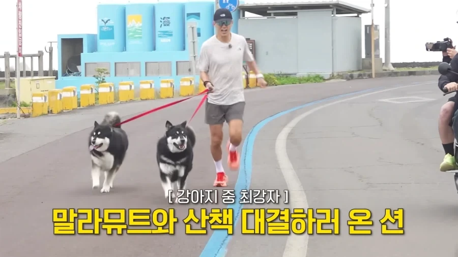 말라뮤트 산책 알바 시켜주는 션..._1.webp