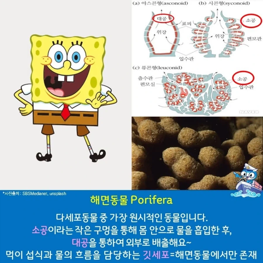 스펀지밥은 우리가 아는 주방에 스펀지가 아니다_1.webp