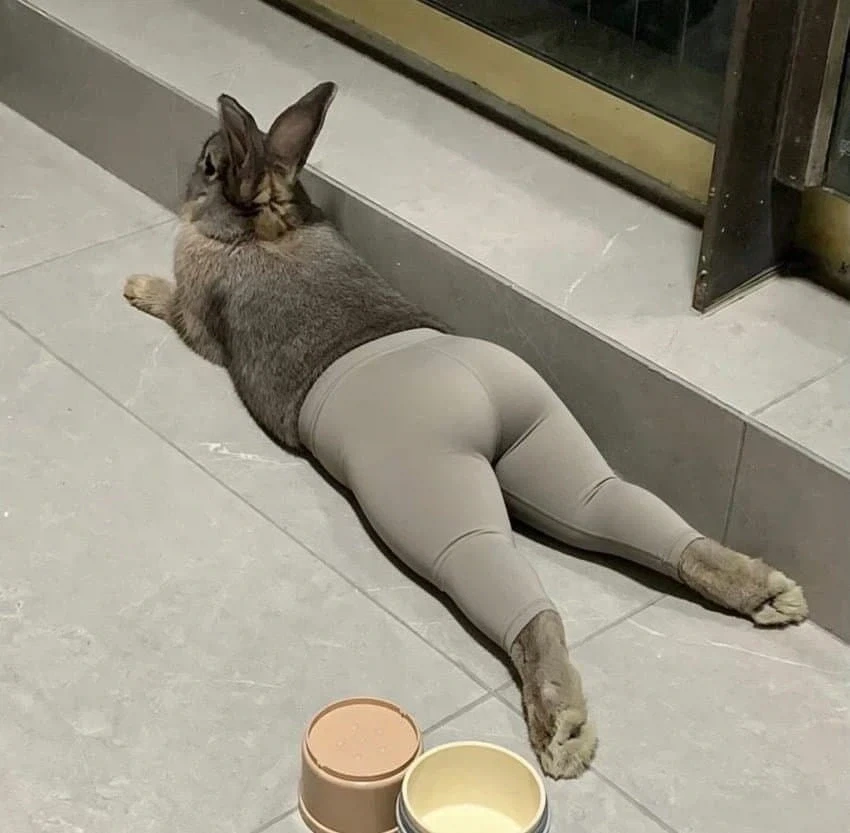 레깅스 토끼.....jpg_1.webp