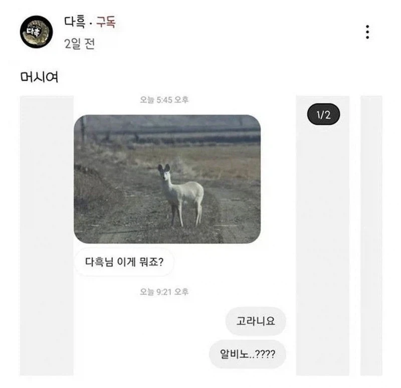 동물 유튜버에게 온 메세지_1.webp