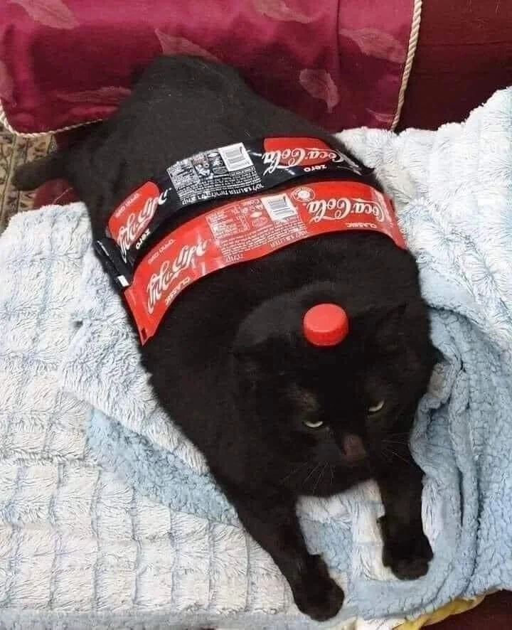 너무너무 귀여운 검은 고양이_7.webp