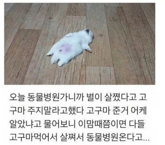 너무 살쪄서 털이라도 깎아 본 견주_3.webp