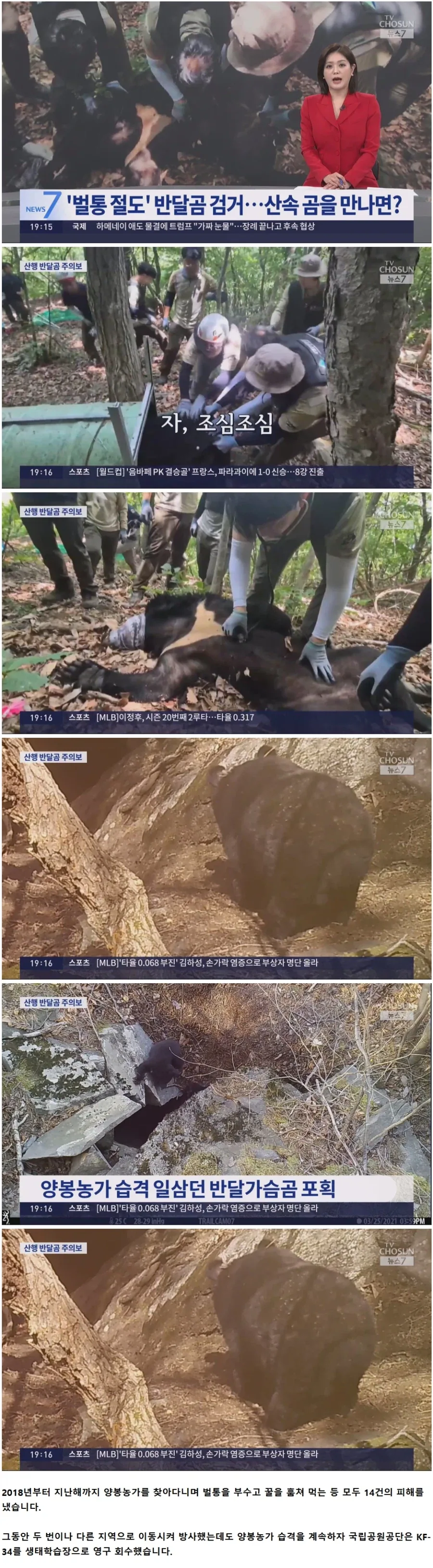 계속된 추방에도 양봉농가에서 꿀 털던 곰 체포_1.webp