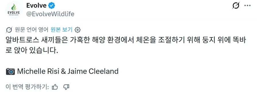 알바트로스 새끼들의 모습.jpg_1.webp