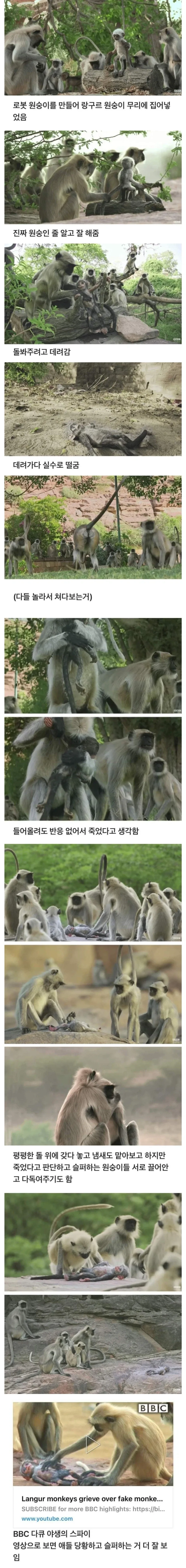 무리에 섞여들어간 로봇 원숭이.jpg_1.webp