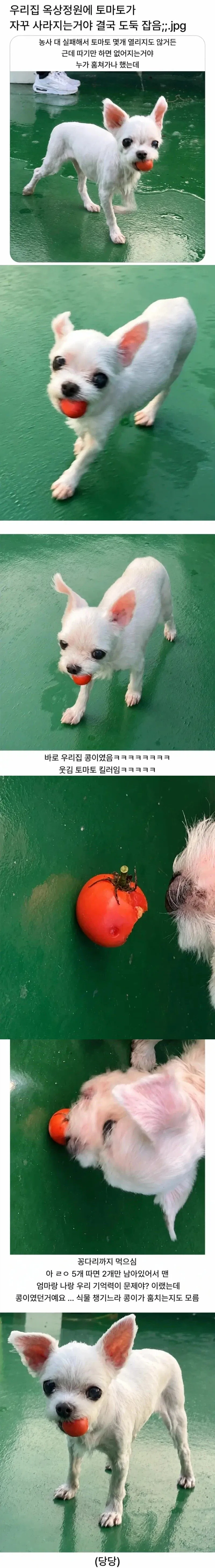 토마토 훔쳐가던 도둑을 결국 잡은 이야기_1.webp