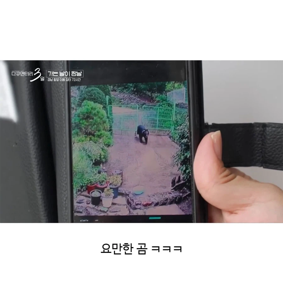 곰 목격하신 할머니의 증언..._3.webp