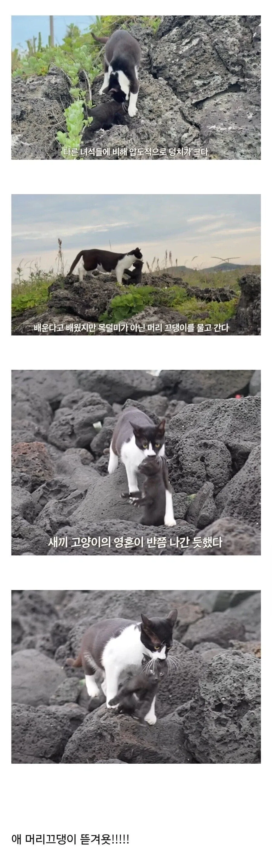 육아 잘못배운 고양이.jpg_1.webp