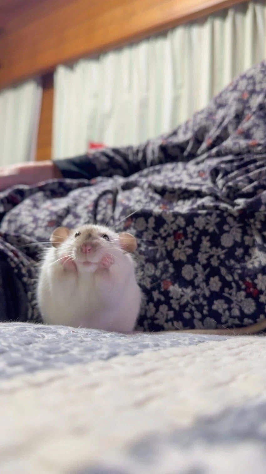 간악해보이는 쥐_3.webp