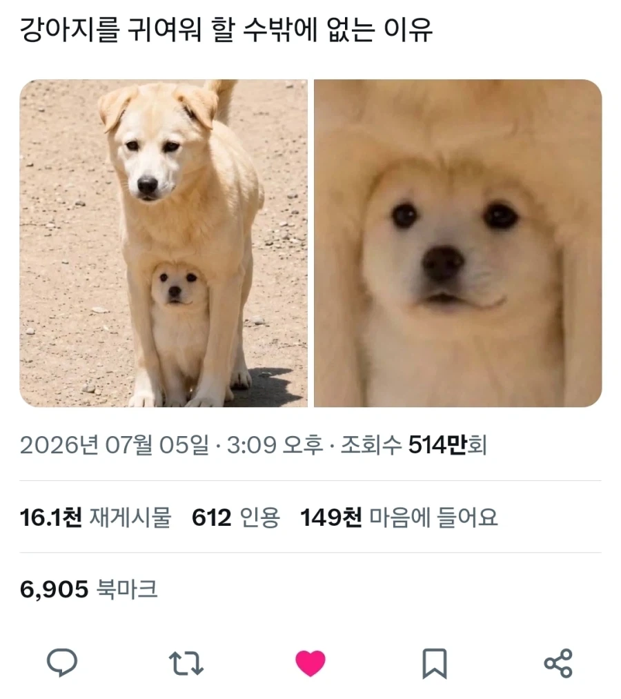강아지를 귀여워 할 수밖에 없는 이유_1.webp