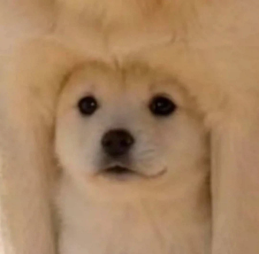 강아지를 귀여워 할 수밖에 없는 이유_2.webp