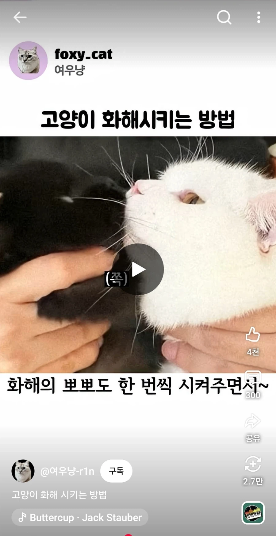 고양이 화해 시키는 방법.jpg_2.webp