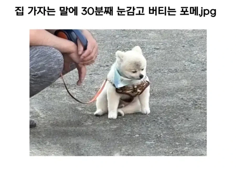 배째라 인간_1.webp