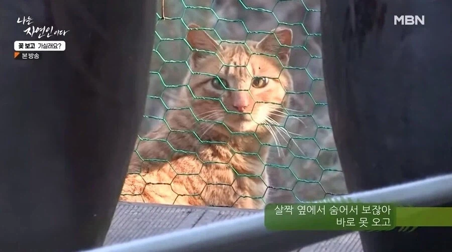 나는 자연인이다 출연자중 요리 잘했었던 자연인_9.webp