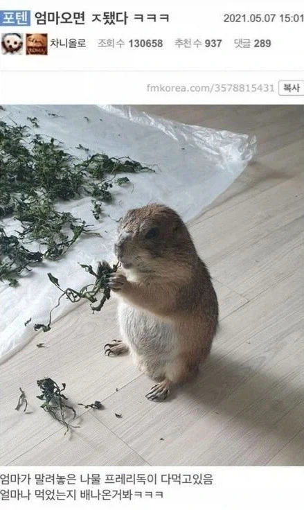 다먹은 프레리독_1.webp