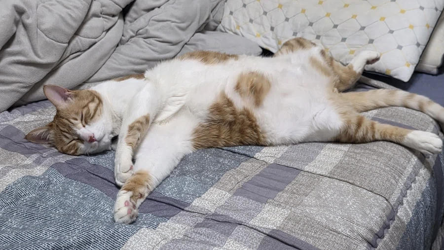 특이한 자세로 자는 고냥이_1.webp