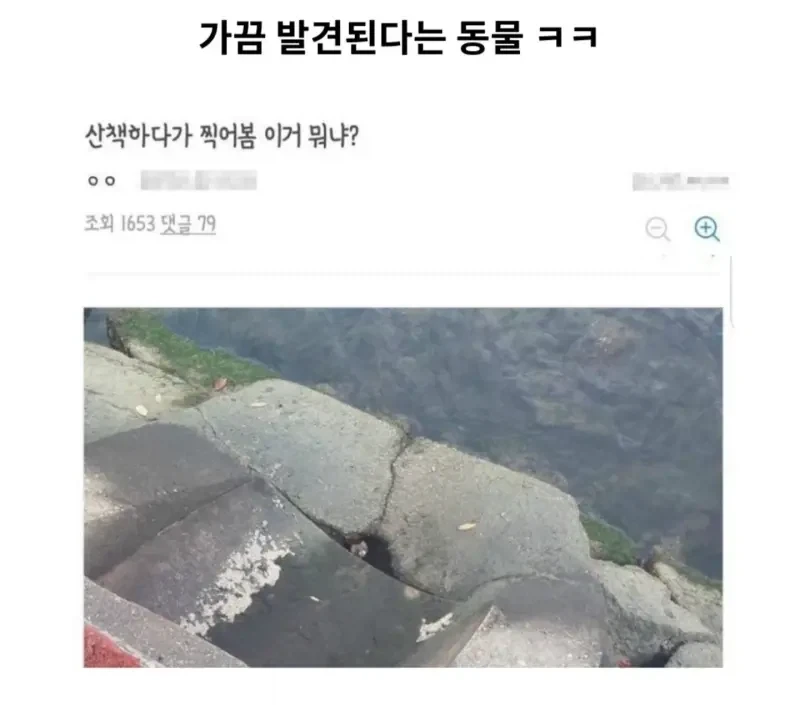 가끔 발견한다고 하는 동물_1.webp