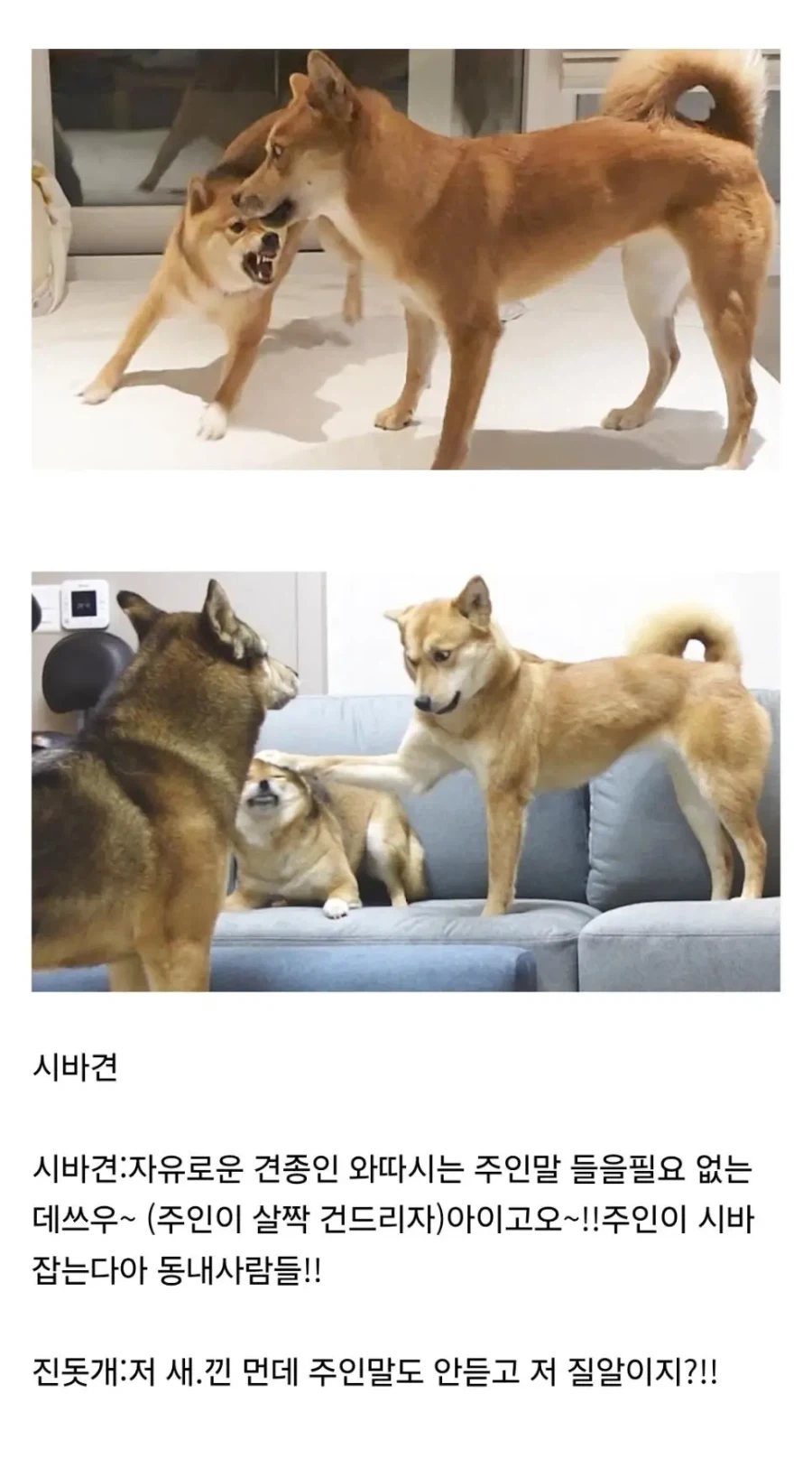 비슷하게 생겼지만 진돗개랑 상성이 안 좋다는 견종_1.webp