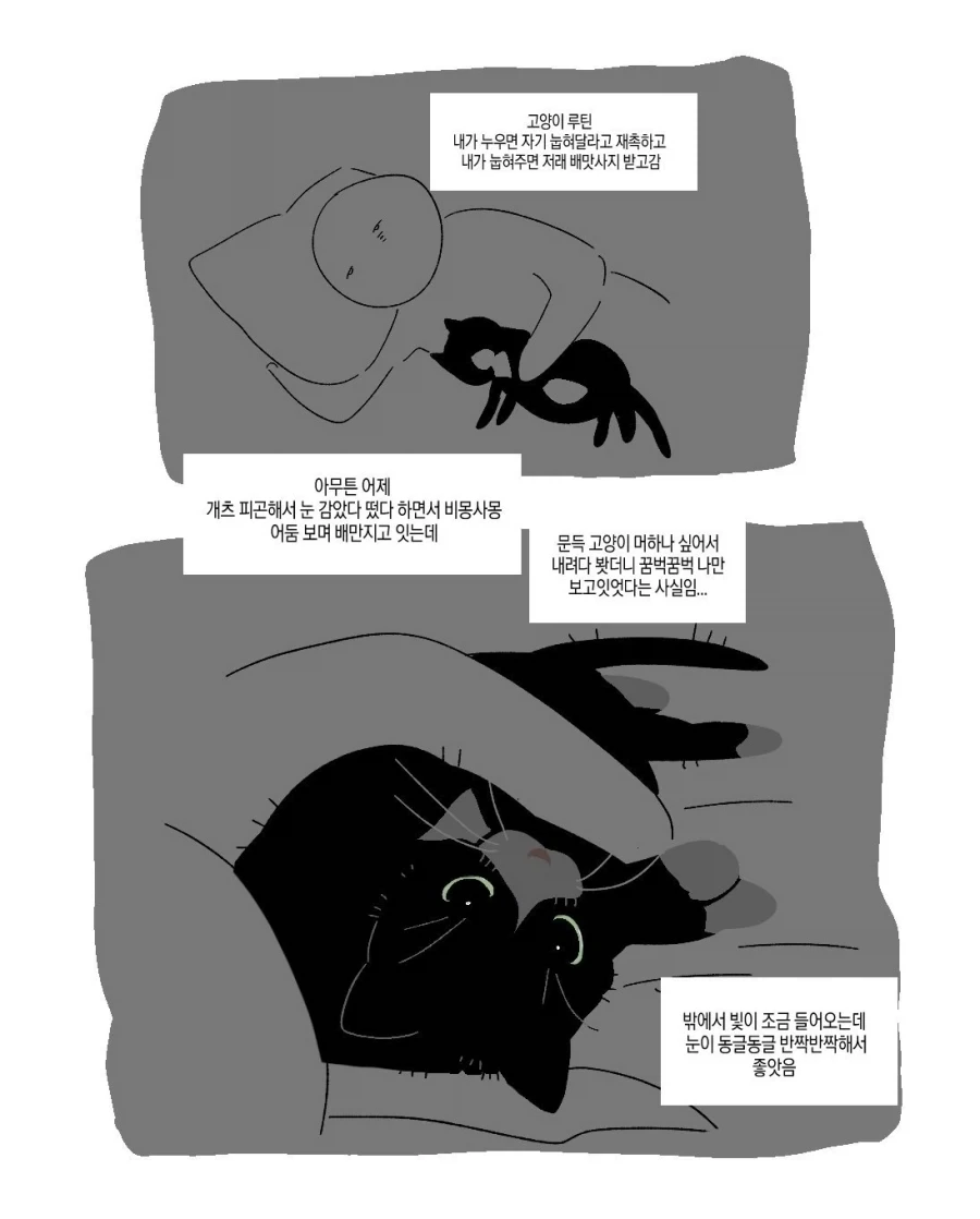 누워 있을때 고양이 루틴 .manwha_1.webp