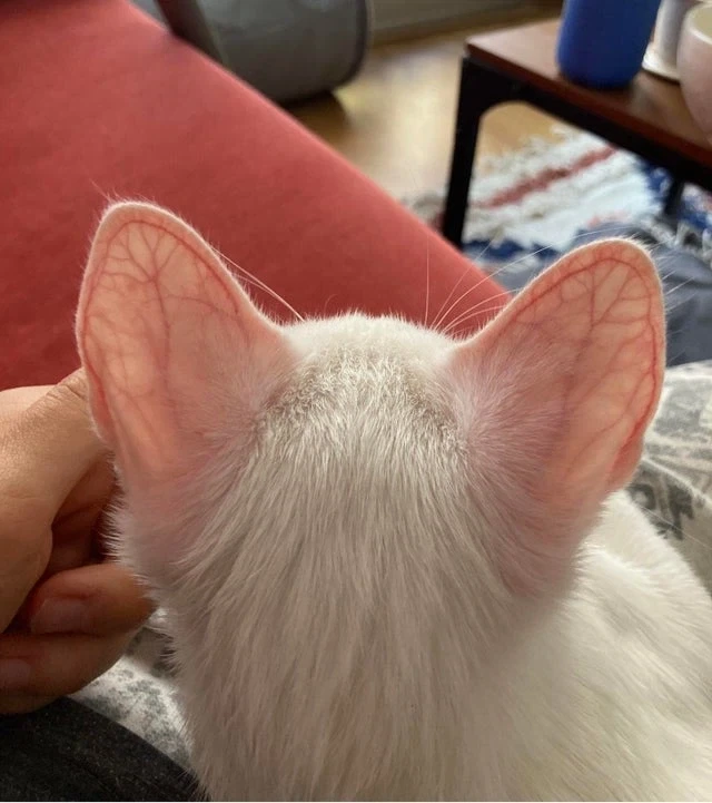 고양이 귀 핏줄_1.webp