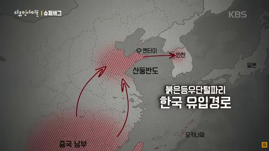 러브버그 한국 유입경로 밝혀져_1.webp