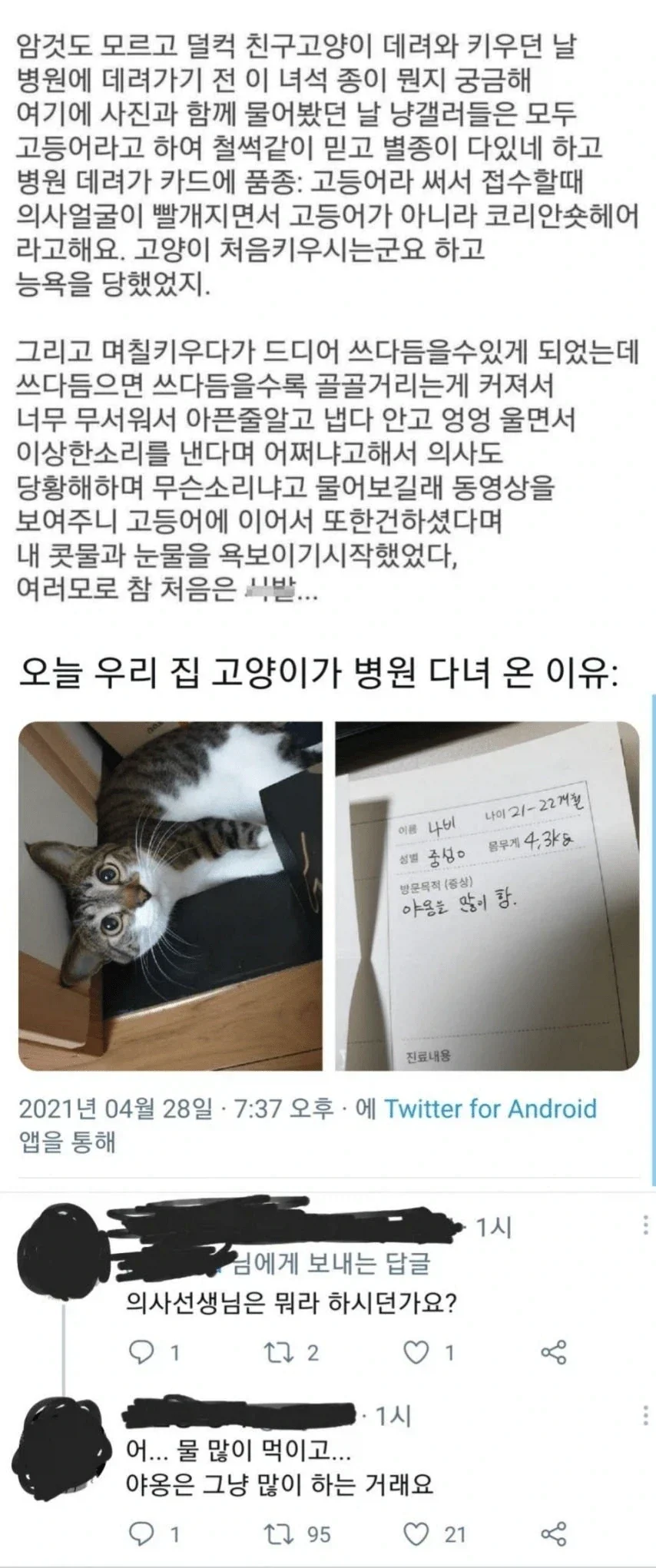 우리 집 고양이가 많이 아프다는 초보 집사_1.webp