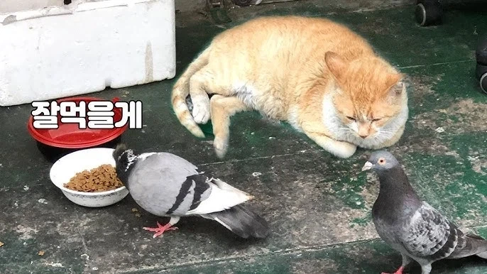 분명히 비둘기한테 먹이를 주는데 처벌을 안받는_3.webp