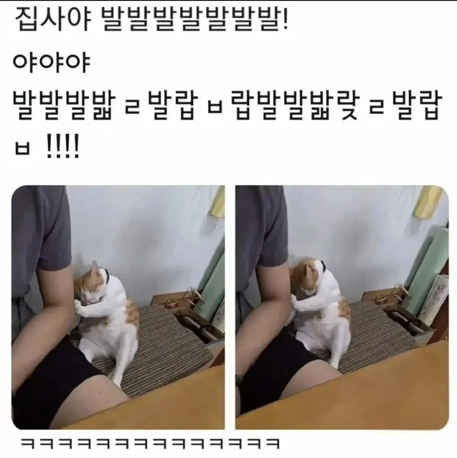 담배피던 고양이가 사람말을 하던 시절_1.webp