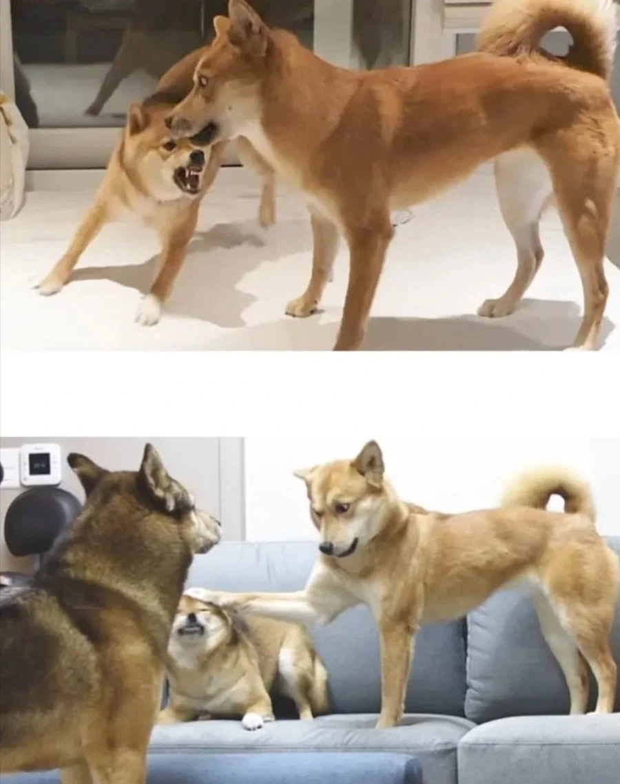 시바견과 상성이 안맞는 진돗개_1.webp