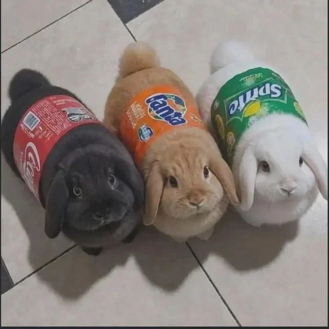 다양한 맛이 나는 토끼_1.webp