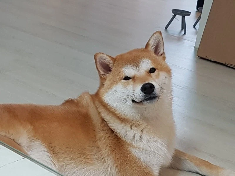 주인을 따르는 개를 원한다면 키우는데 고민해야한다는 견종.jpg_2.webp