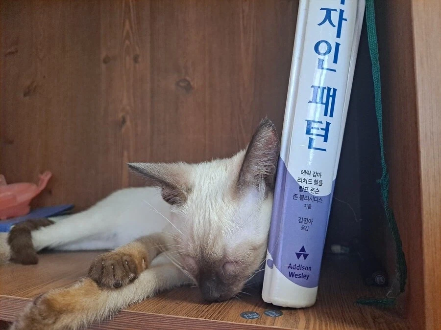 여기에는 순수한 새끼 고양이 납치해서 돼지로 개조하는 인간이 있다고 한다..._1.webp