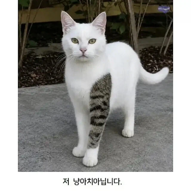 평생 자신을 증명하며 살아야 하는 고양이_1.webp