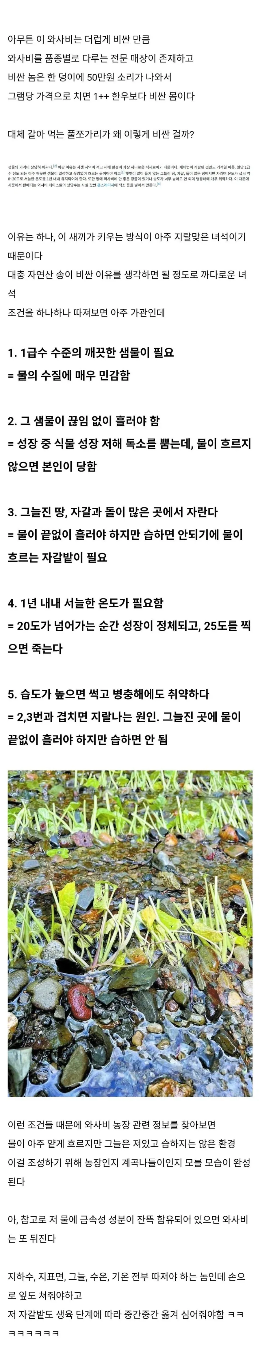 진짜 와사비가 비싼 이유._2.webp