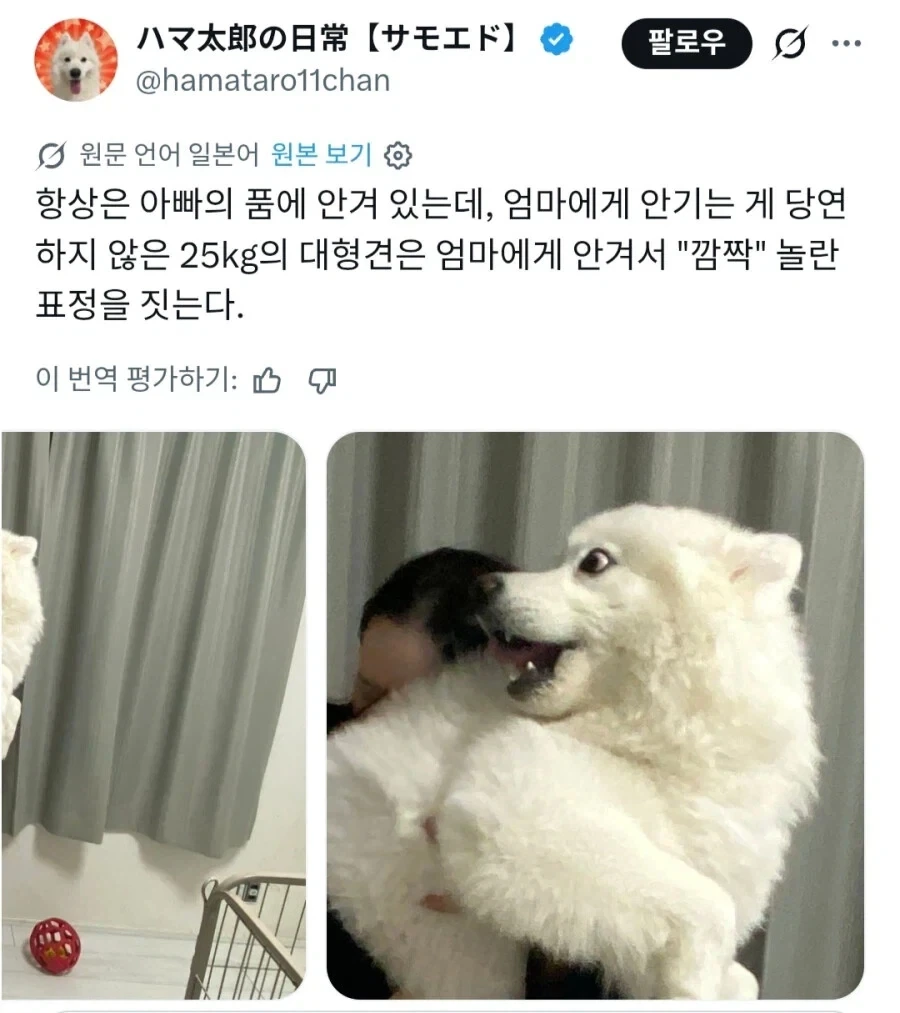 안겨있는걸 당연하다고 여기는 강아지들.JPG_3.webp