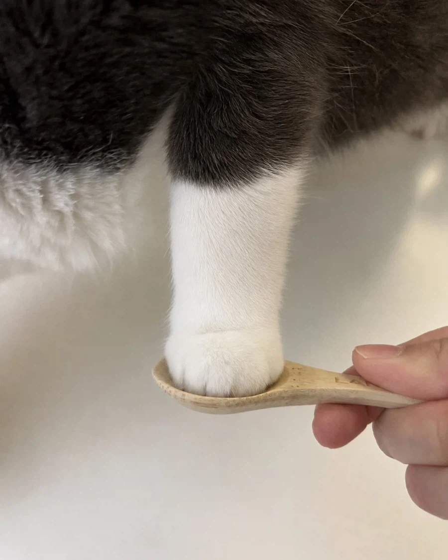고냉이 한숟갈_2.webp