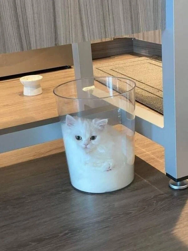 고냉이 한숟갈_3.webp